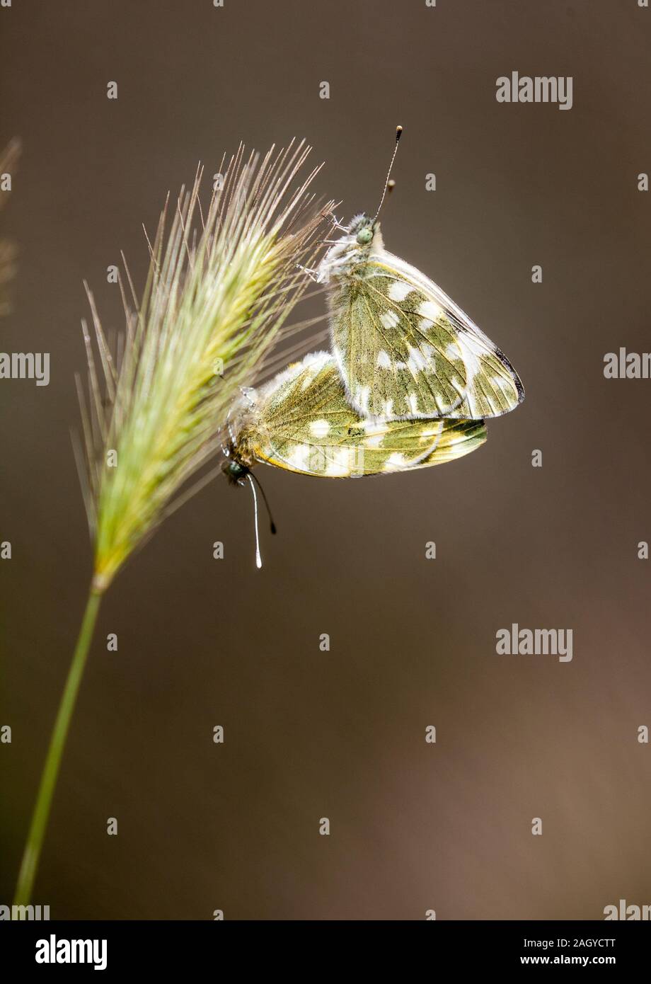 Two Bath White butterflies Pontia daplidice mating on seed head in the Spanish Montes Universales at Albarracin Eastern Spain Stock Photo