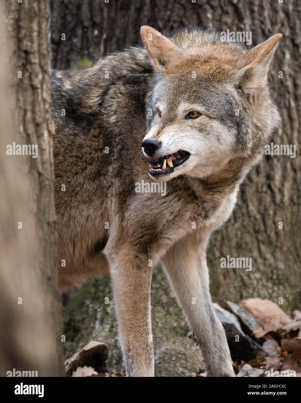 Red Wolf Snarling Stock Photo