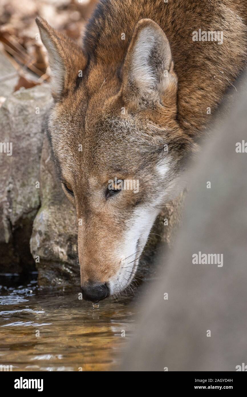 A red wolf drinking water. Stock Photo