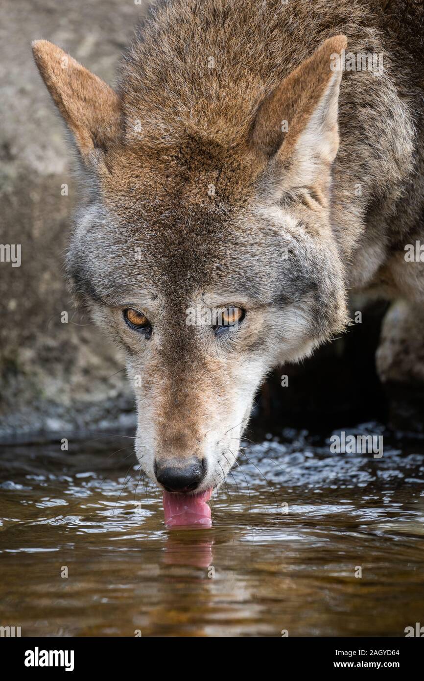 Red Wolf Drinking Water Stock Photo