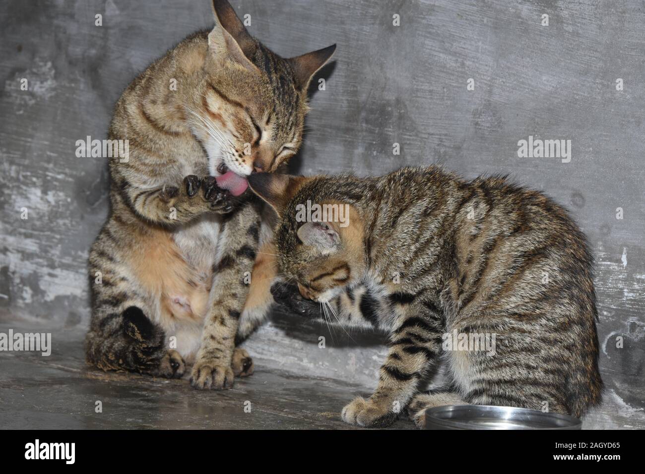 A cat and his little baby clean their paws Stock Photo Alamy