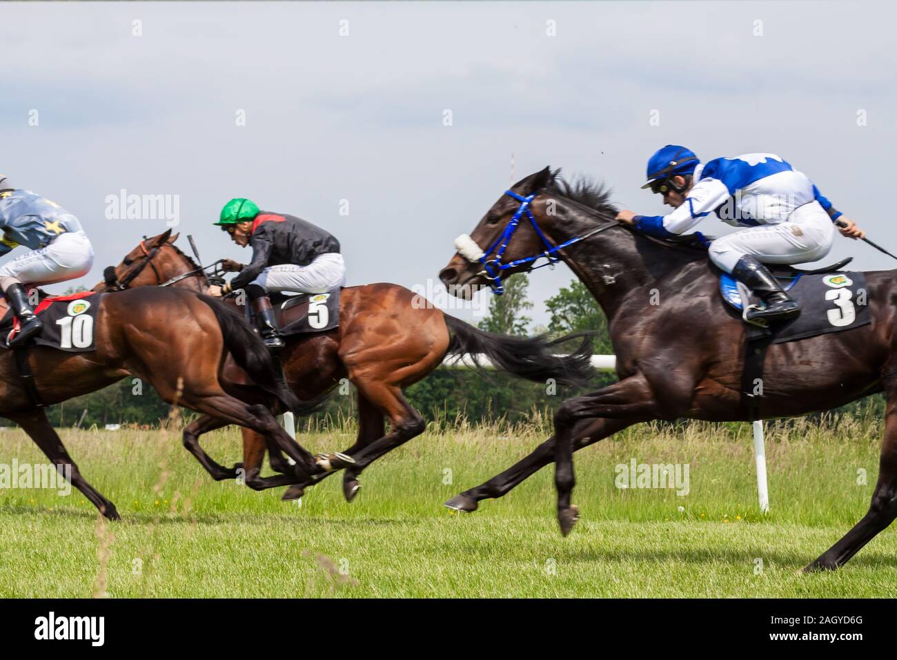 Horses with jockey during derby race Stock Photo Alamy