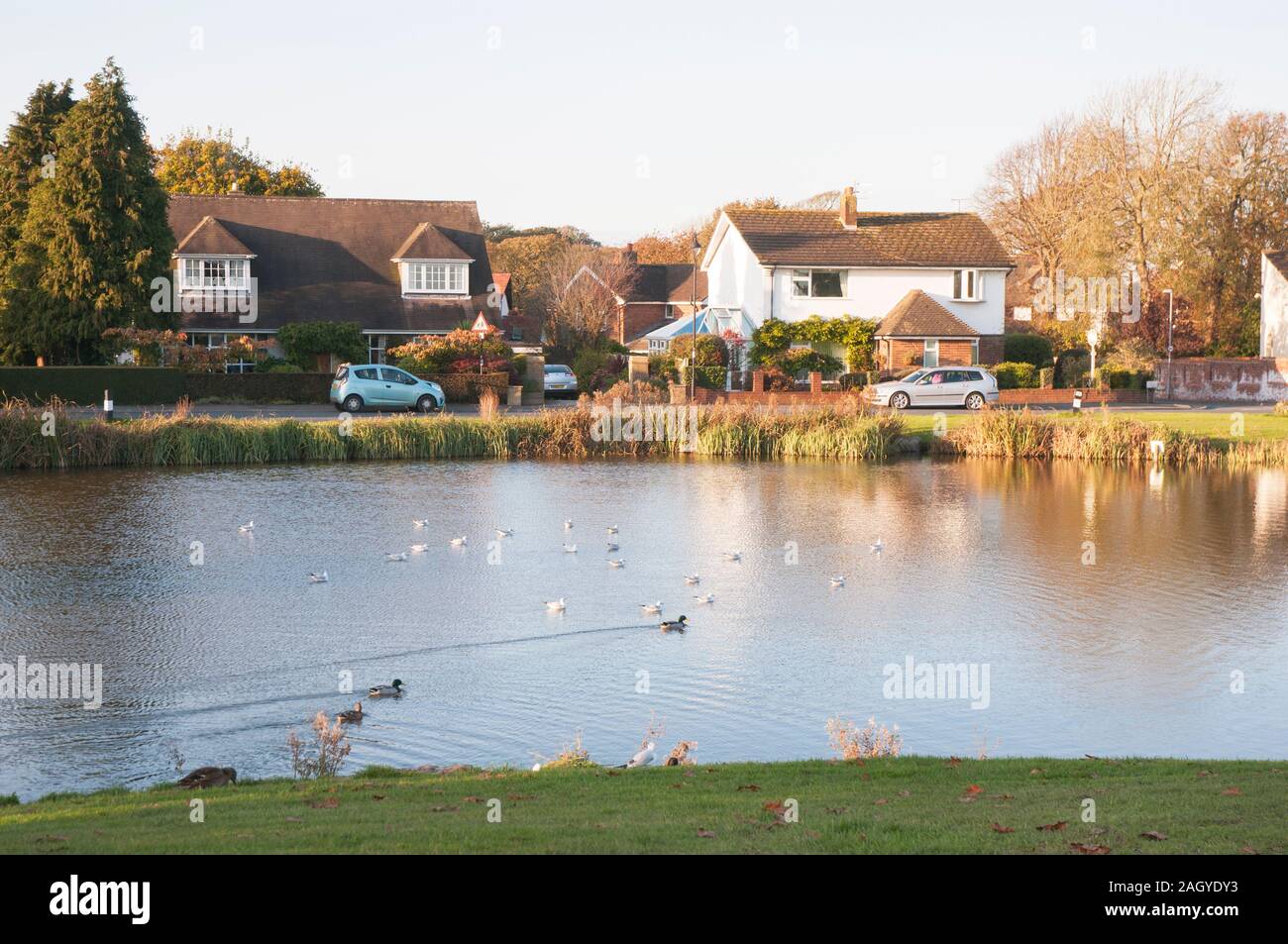 Autumn evening light over an English Village Green and Duck pond at Wrea Green Lancashire England United Kingdom Stock Photo