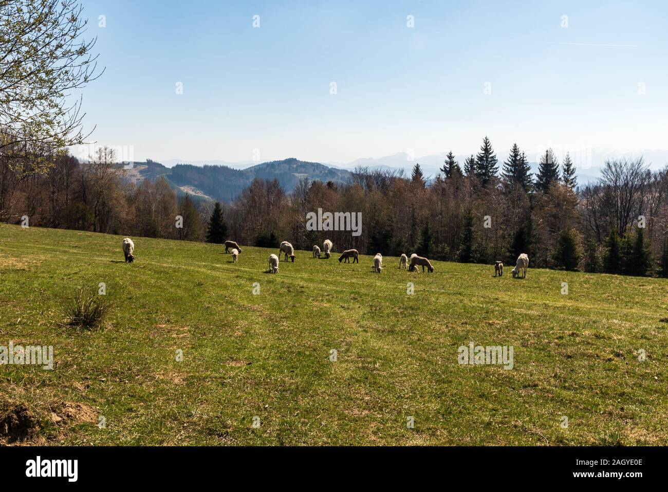 sheep feeds on fresh springtime mountain meadow in Javorniky mountains in Slovakia Stock Photo
