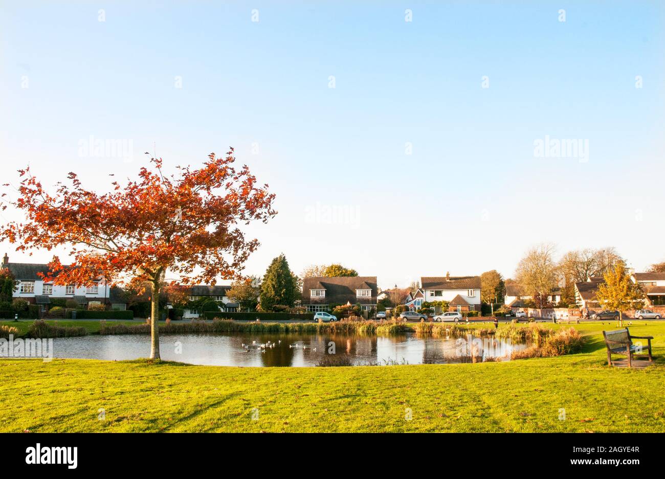 Autumn evening light over an English Village Green and Duck pond at Wrea Green Lancashire England United Kingdom Stock Photo