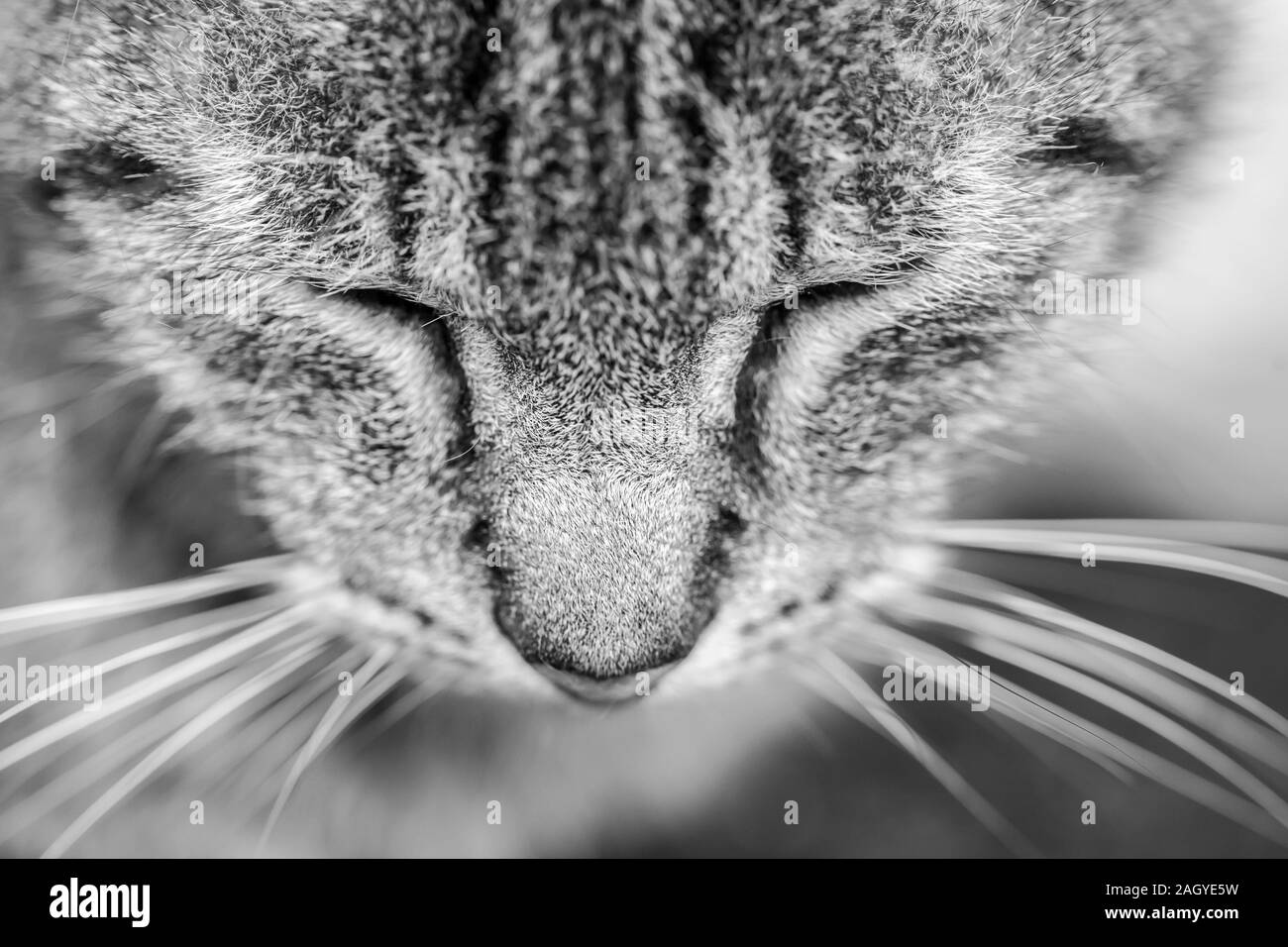 Closeup portrait of tabby cat. Black and white. Closed eyes. Sleepy