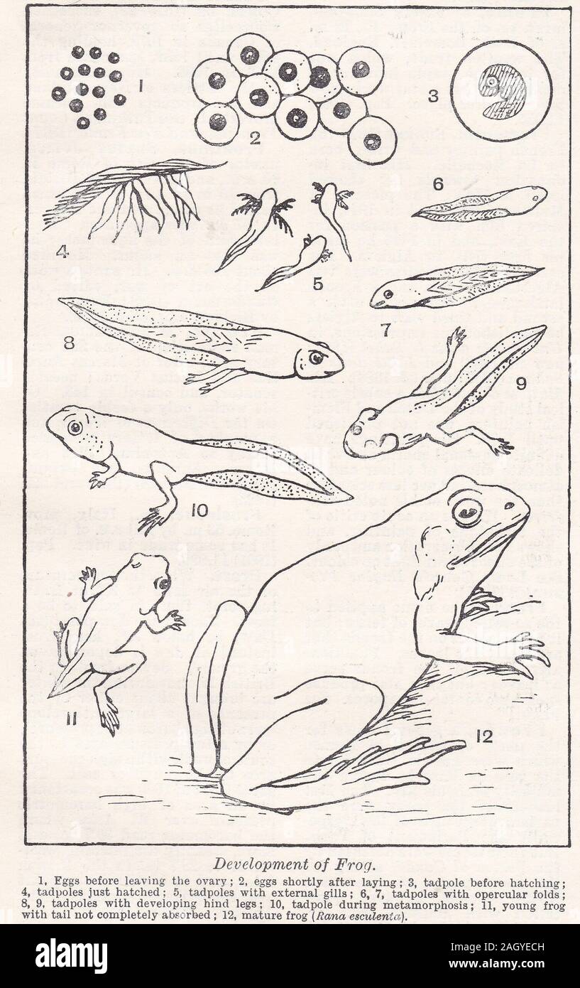 Vintage illustration of the develop of the frog Stock Photo - Alamy