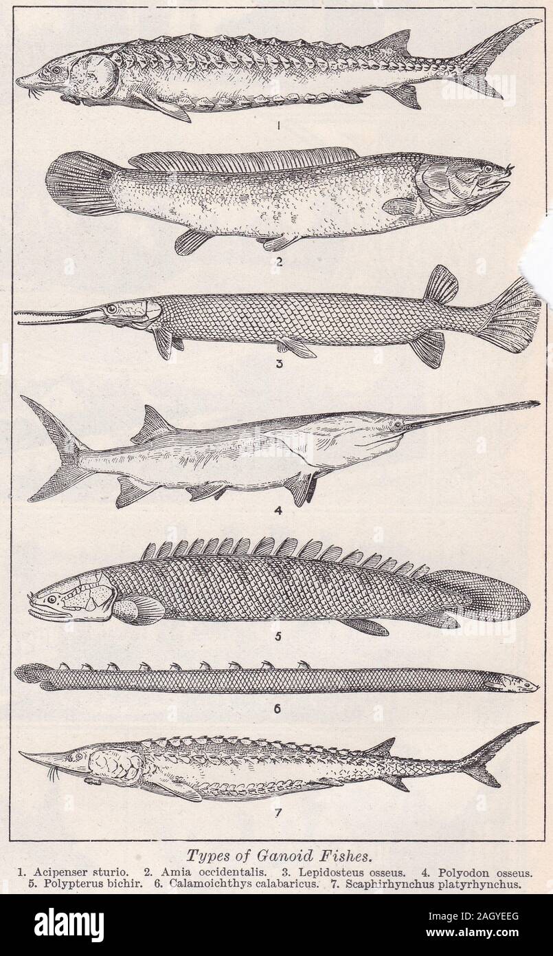Vintage illustration of types of Ganoid Fishes Stock Photo