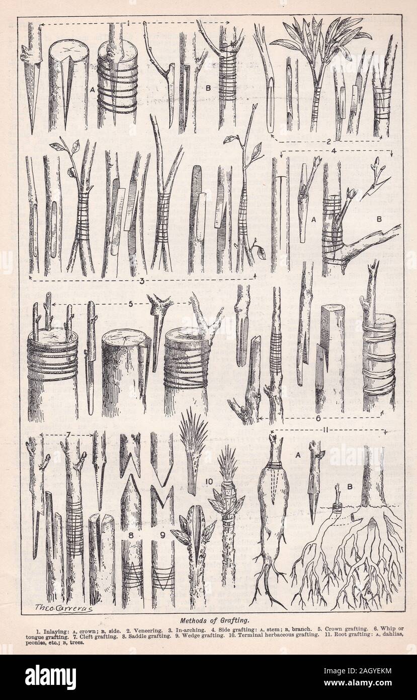 Vintage illustration of Methods of Grafting - Horticultural Stock Photo