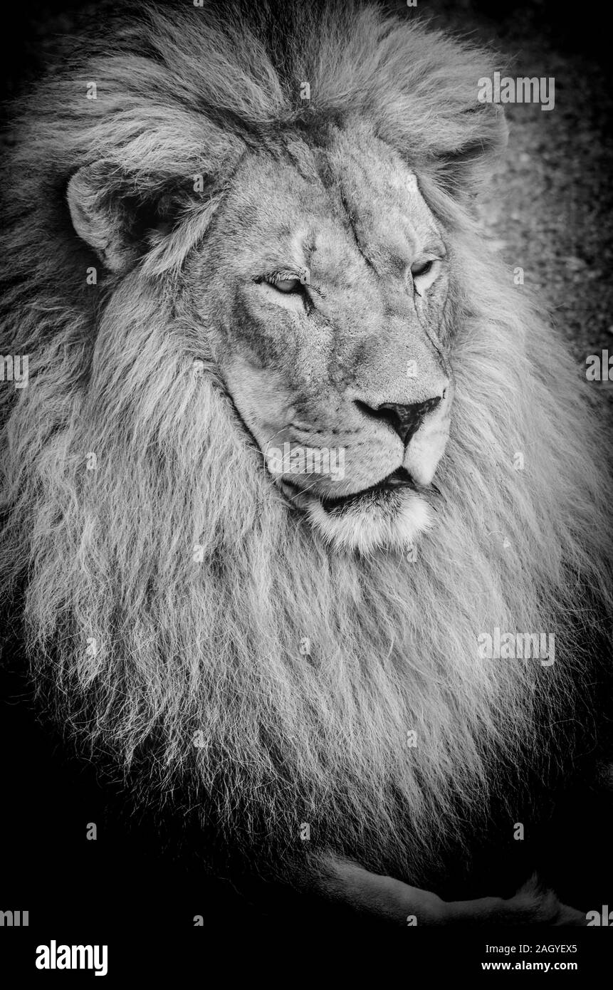 Close up view on old lion's portrait, black and white Stock Photo