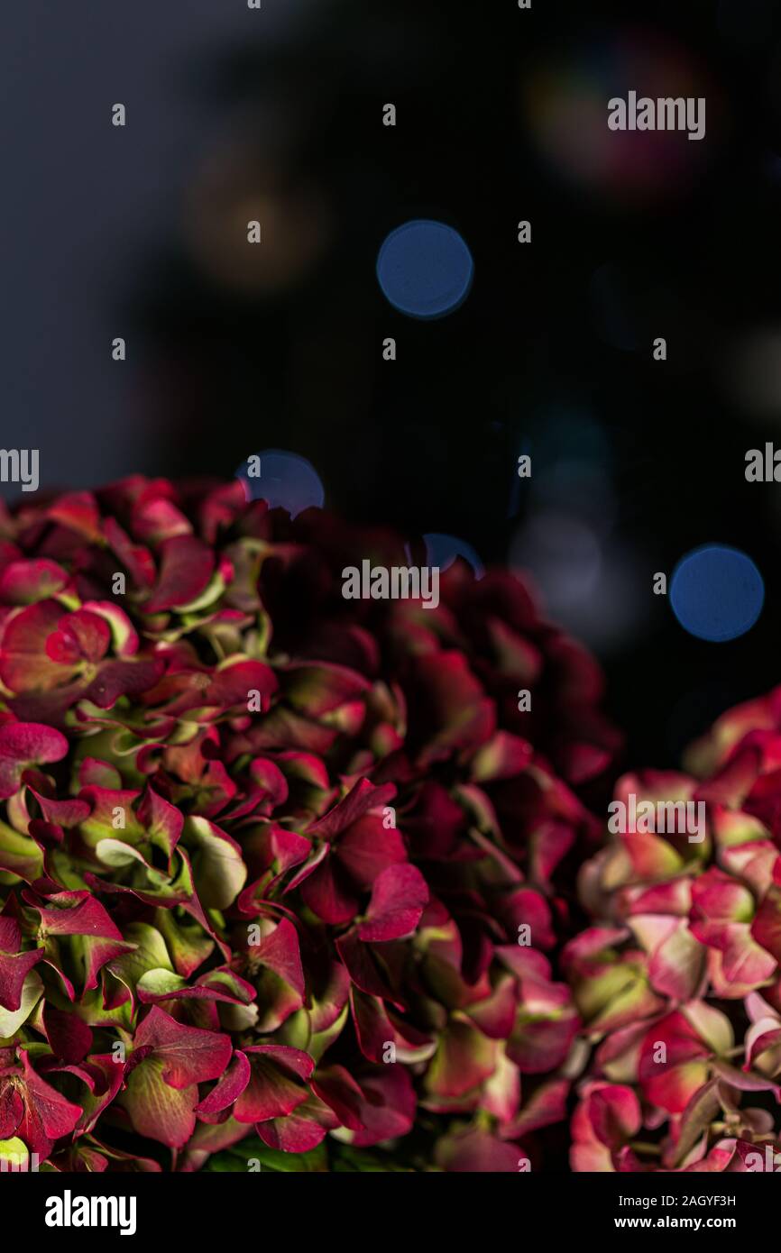 Red hydrangea flower petals in bloom on a black background Stock Photo