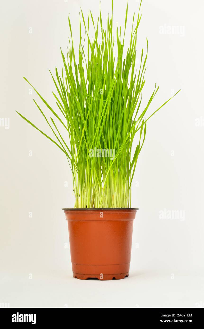Green, young weat in a plastic pot isolated on white background Stock Photo