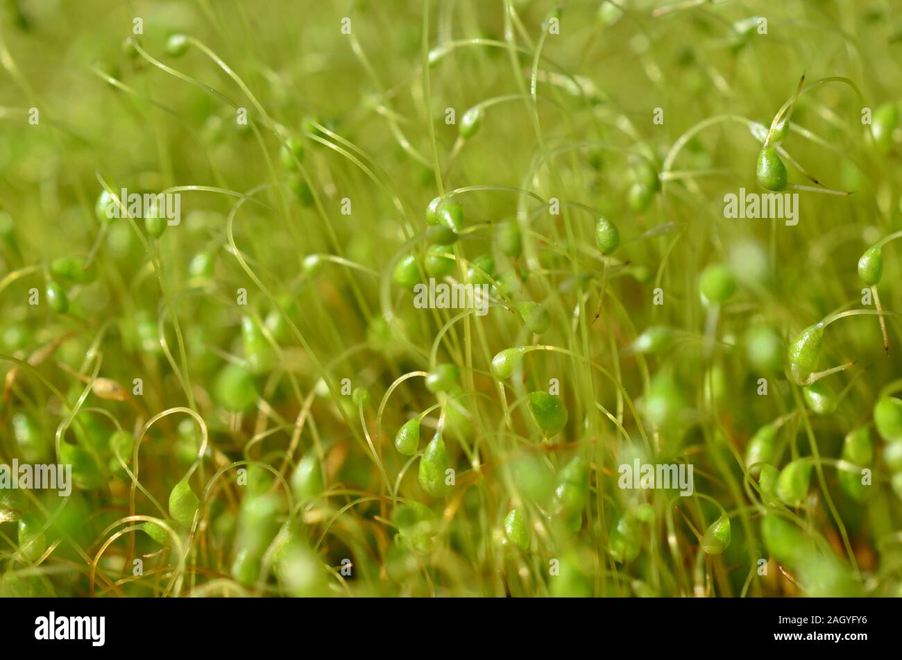 Green moss reproduction process in early spring, macro shot of sporophytes Stock Photo