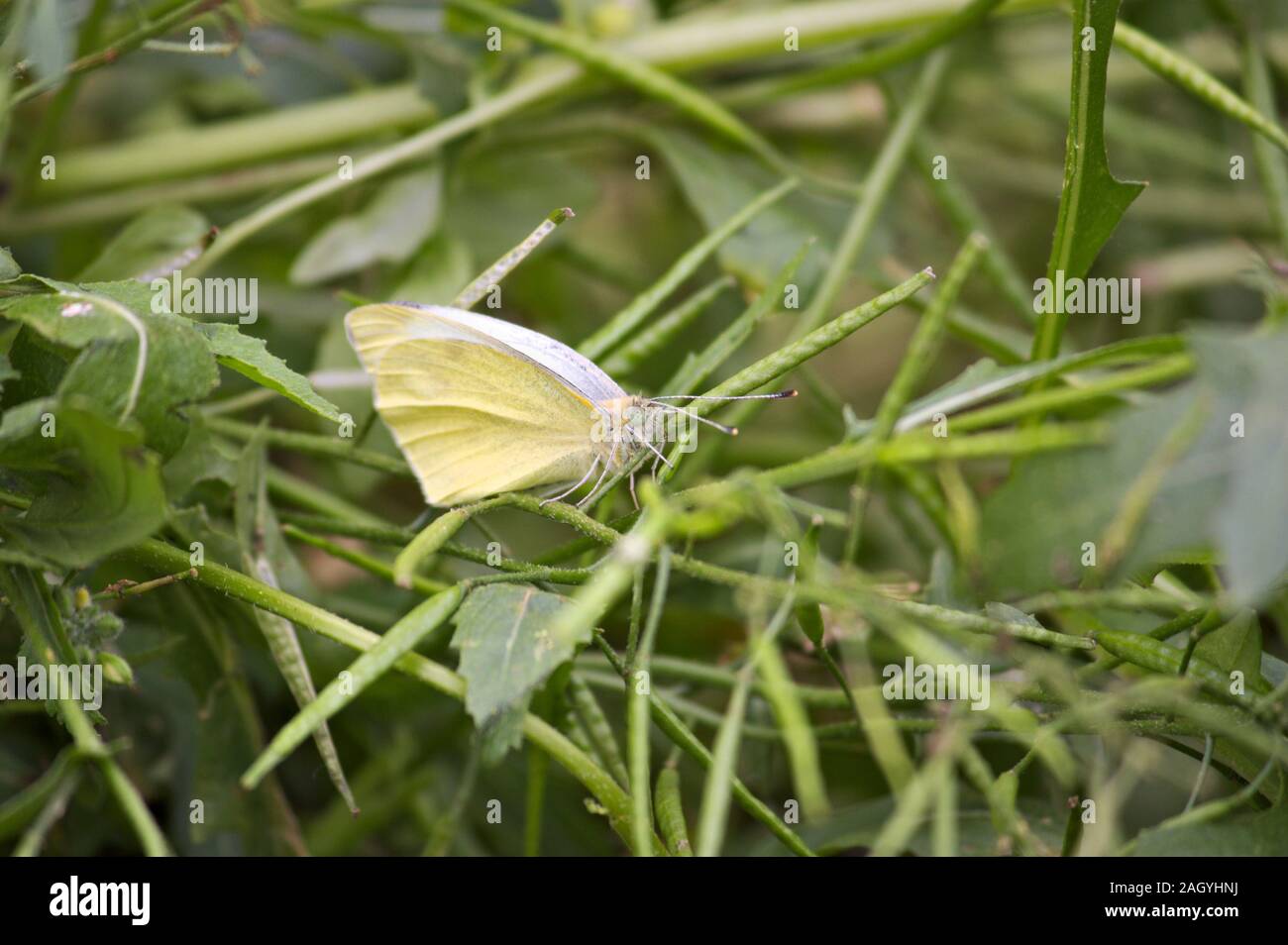 A butterfly of the Pieris brassicae type, known as the cabbage butterfly, resting on some branches of the herbs of the crop field Stock Photo