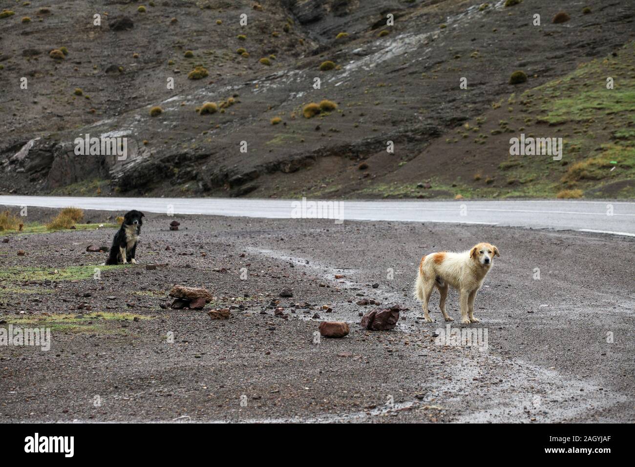 2 stray dogs wait by the roadside hoping for food from passers-by Stock Photo