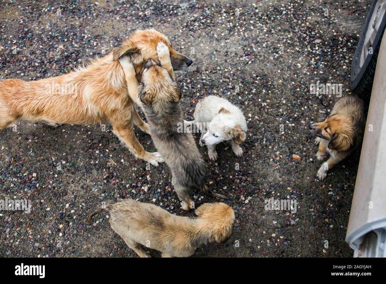 A family of stray dogs in Morocco Stock Photo