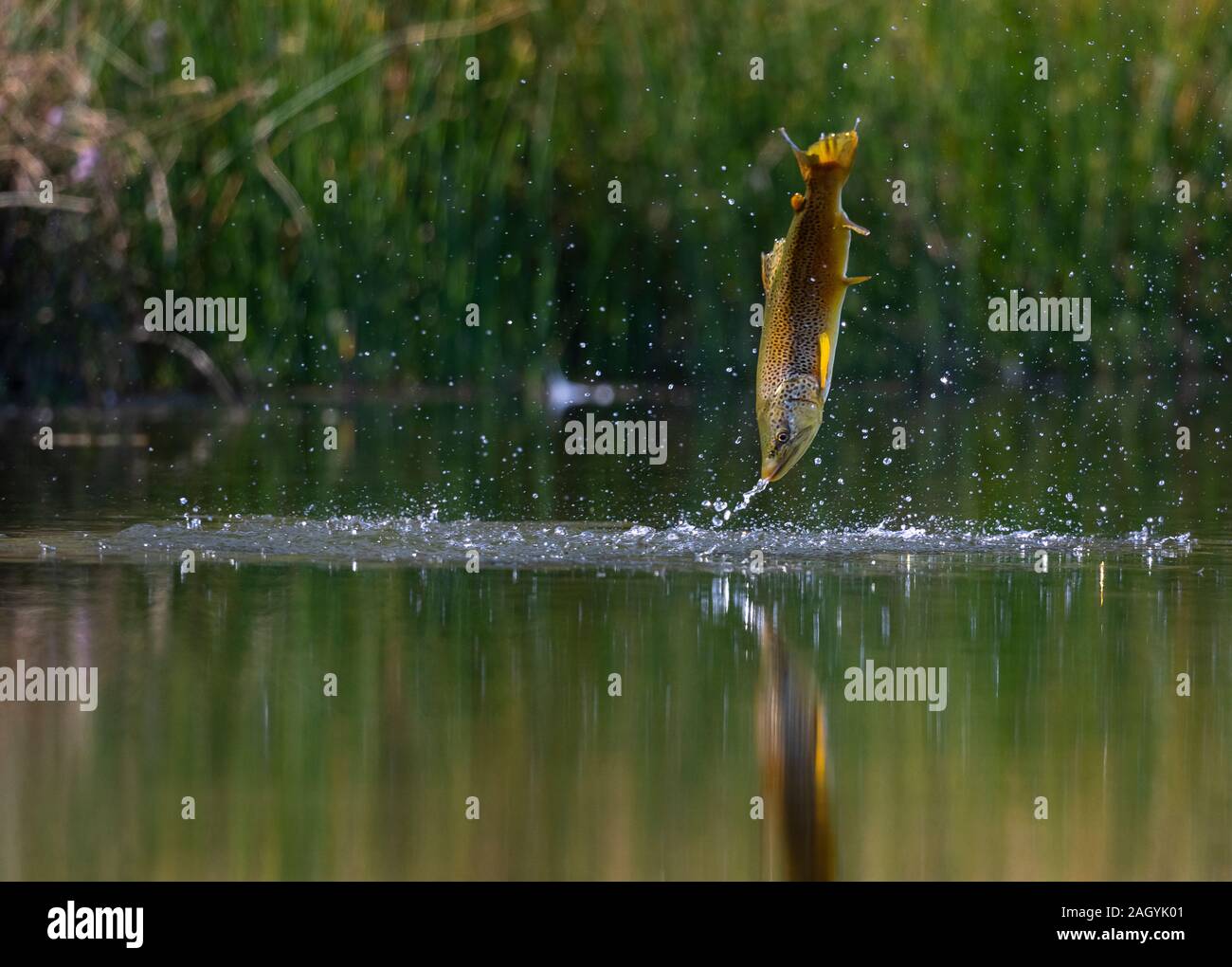 Brown trout, Salmo trutta, leaping out of the water as they try to feed on egg-laying dragonflies and damselflies at Marfield Nature Reserve, Masham. Stock Photo