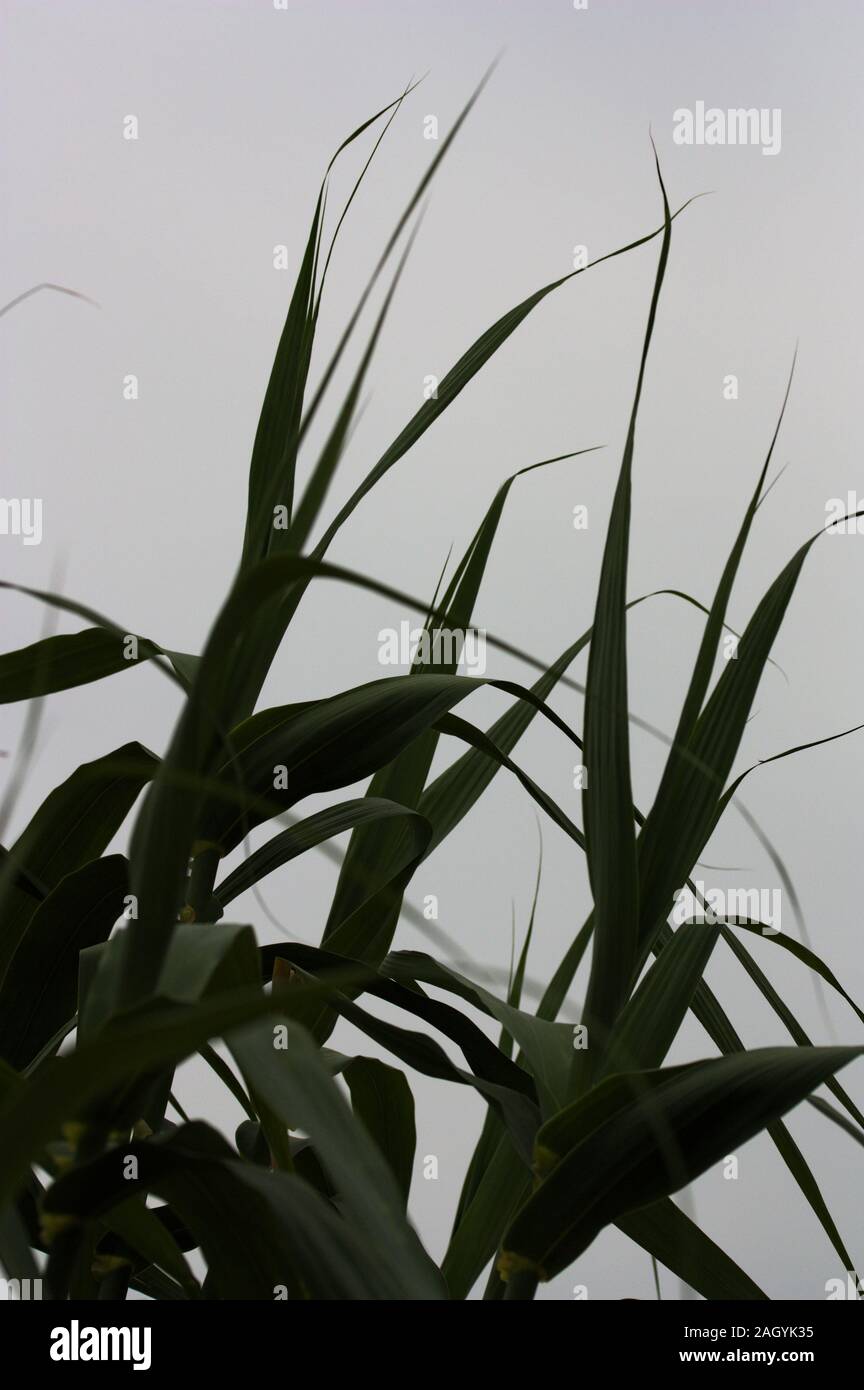 Close-up of the silhouette contrasted with the sky of some leaves of a natural cane of the Arundo donax type Stock Photo