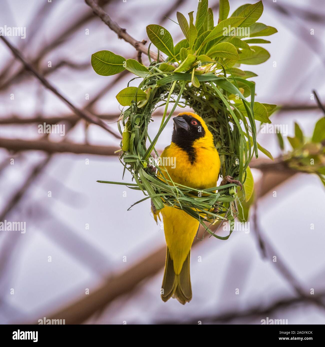 Masked weaver bird building a nest - perched in nest ring Stock Photo