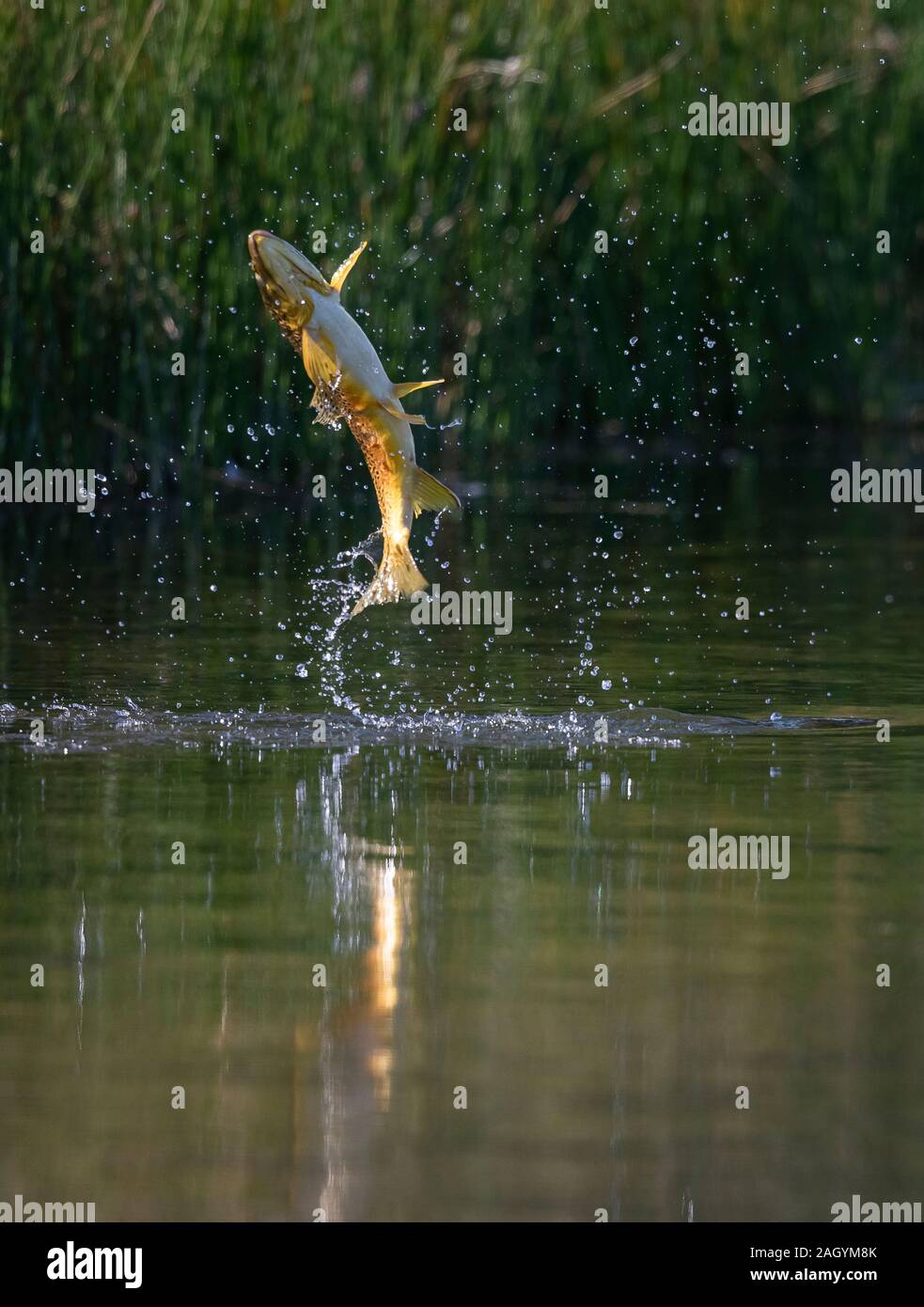 Brown trout, Salmo trutta, leaping out of the water as they try to feed on egg-laying dragonflies and damselflies at Marfield Nature Reserve, Masham. Stock Photo