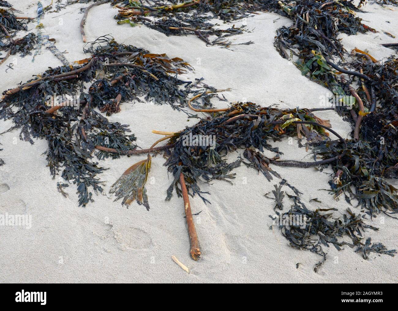 Seaweed on the beach at Alnmouth, Northumberland, at low tide. Stock Photo
