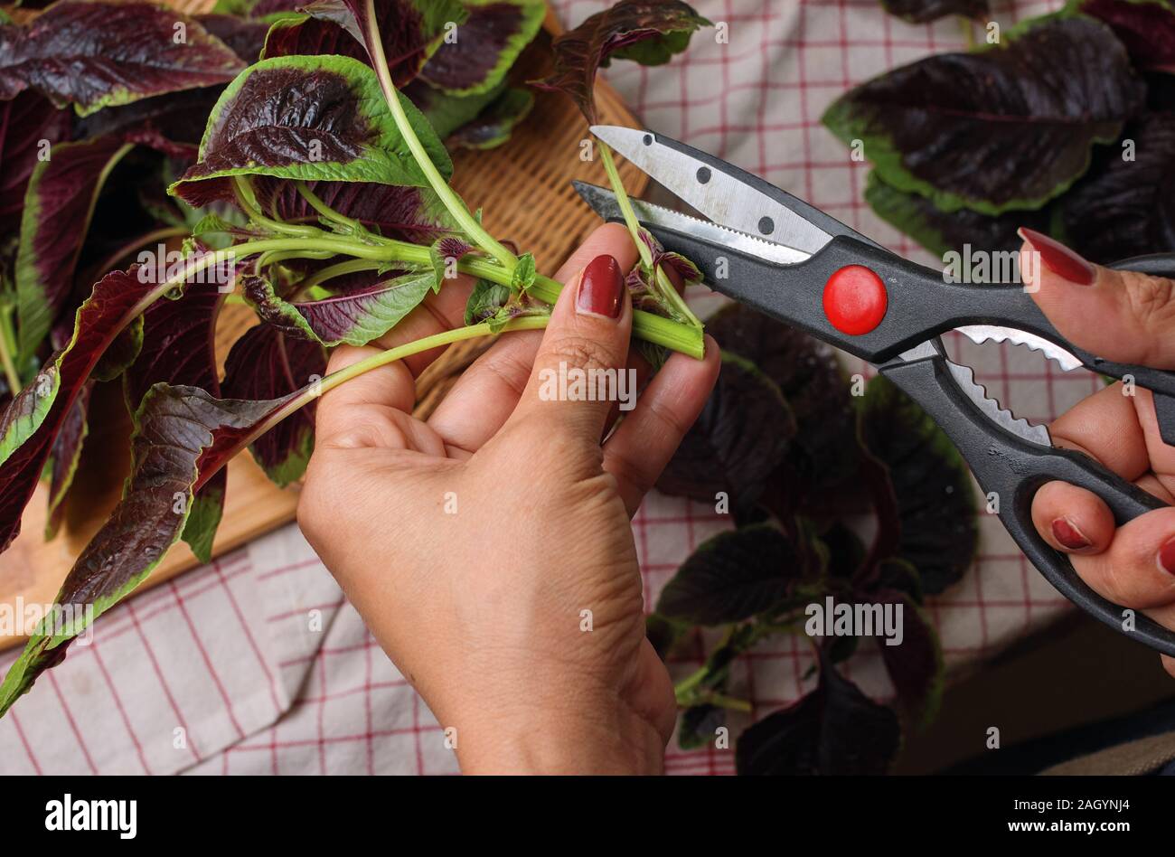 Cropped view hand of woman trimming the red amaranth Stock Photo