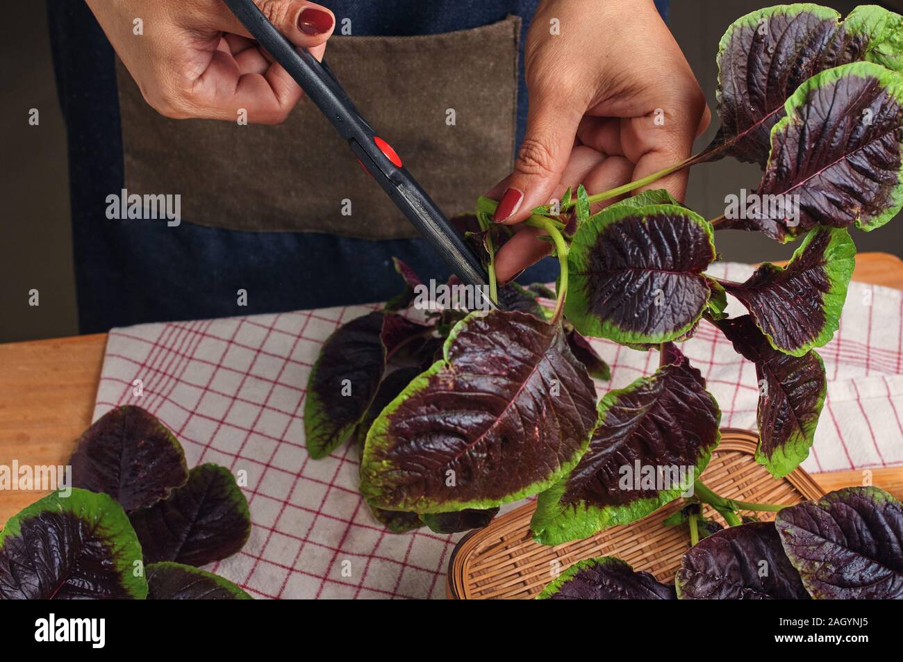 Cropped view hand of woman trimming the red amaranth Stock Photo