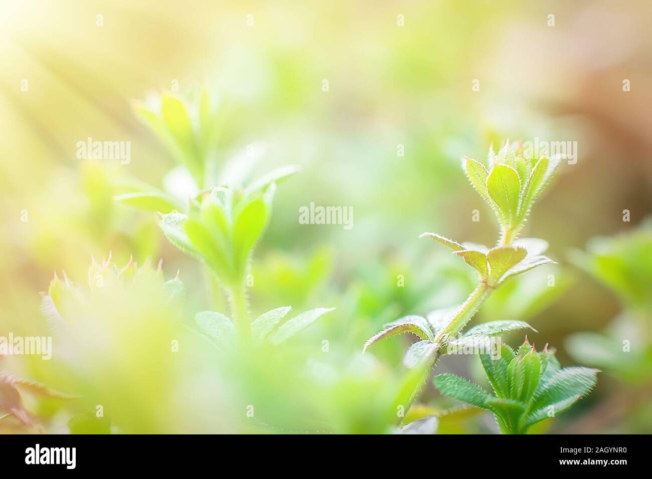 Stickeljack hi-res stock photography and images - Alamy