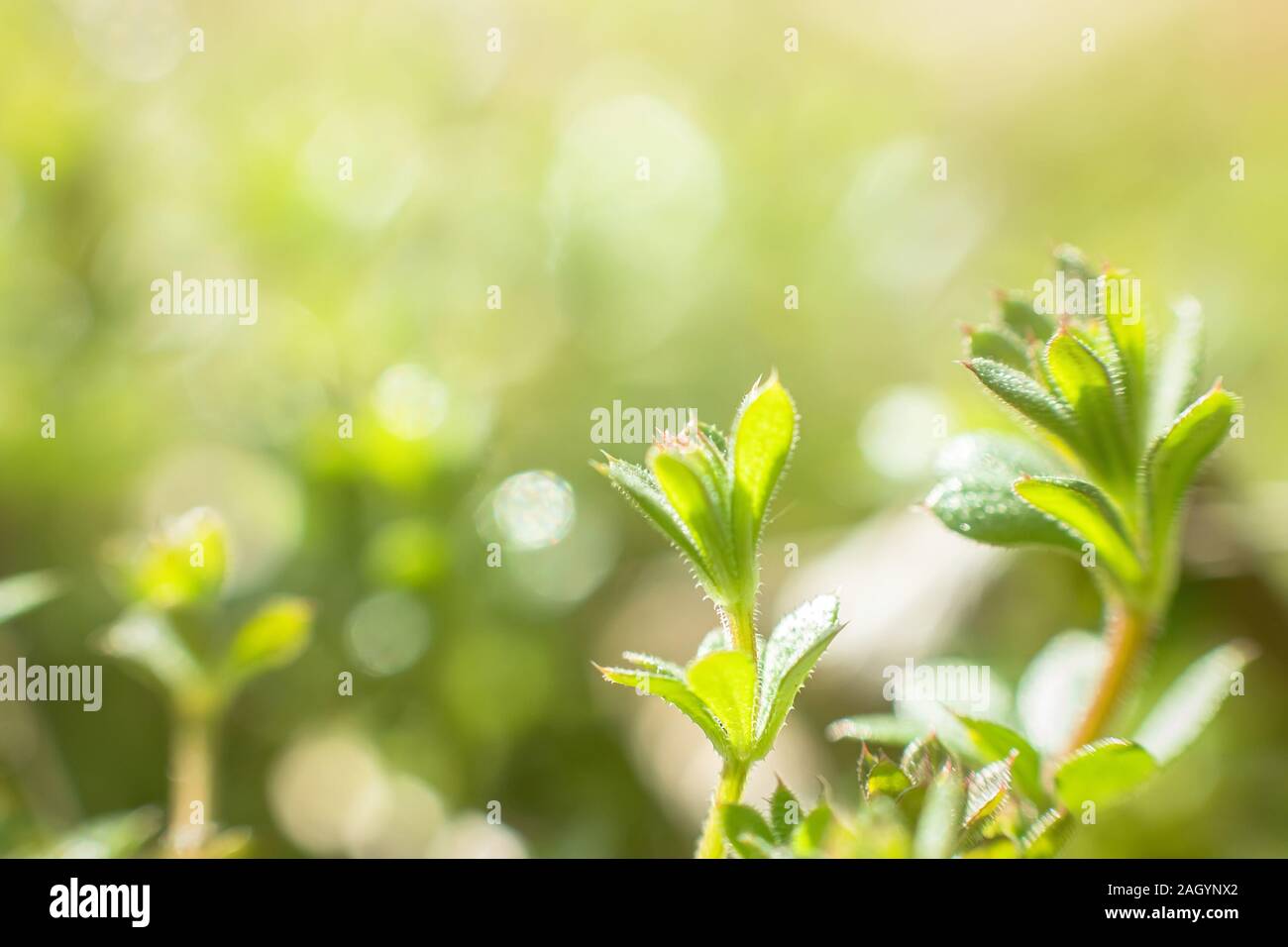 Galium aparine cleavers, clivers, Cleavers (Galium aparine) use in