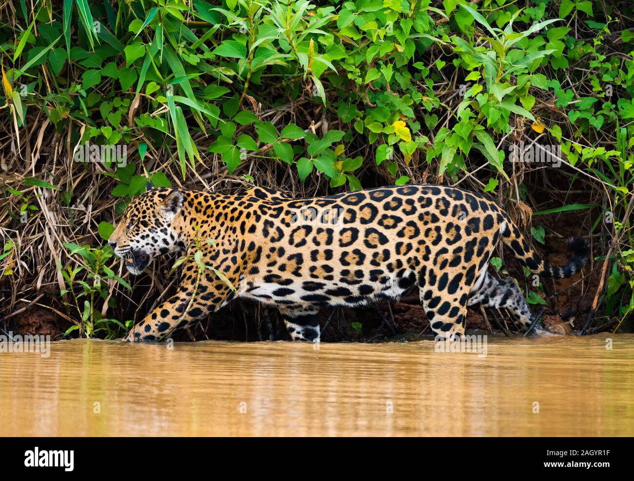 Jaguar Walking Along River Bank In The River Stock Photo Alamy