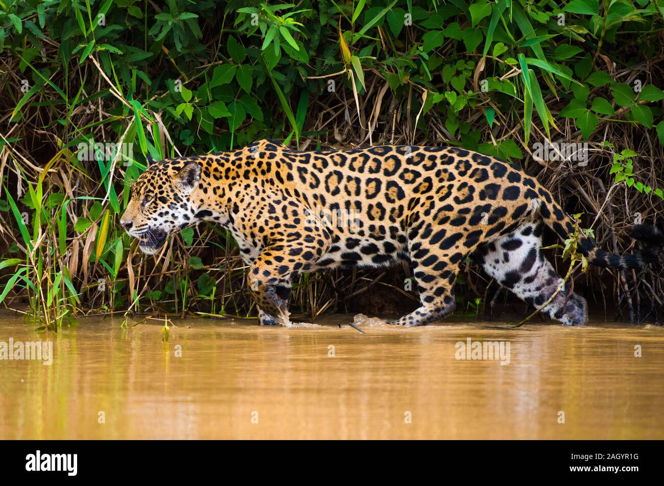Jaguar hunting hi-res stock photography and images - Alamy