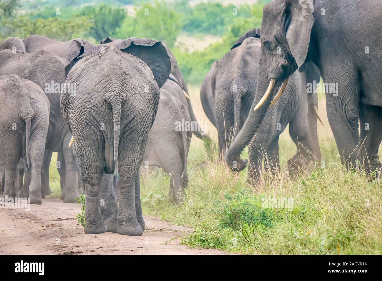 Focus on the rear elephant in a herd of African elephants walking along a dusty dirt road in a national park in Uganda. Motion blur on the moving herd. Stock Photo