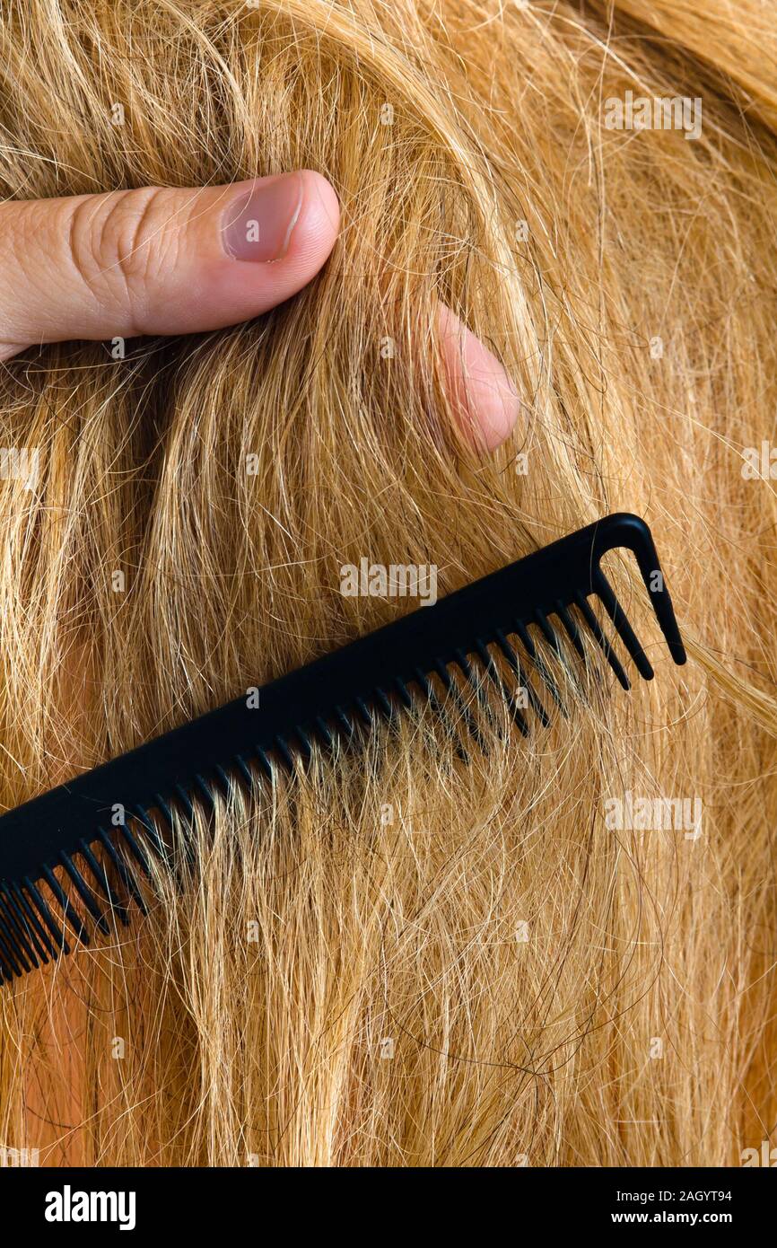 hand of hairdresser holding strand of hair, closeup Stock Photo