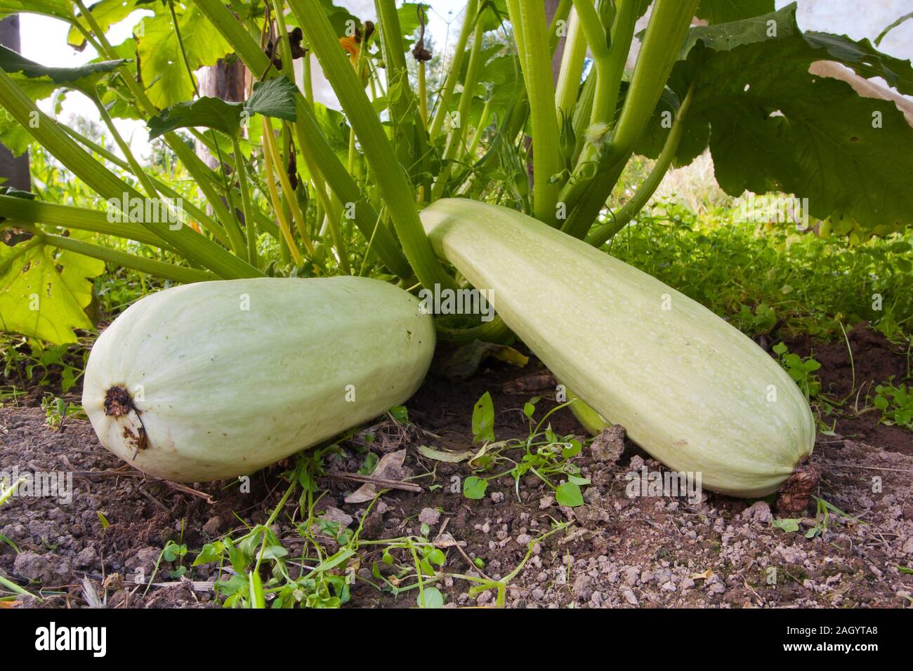 marrow squash in the vegetable garden Stock Photo