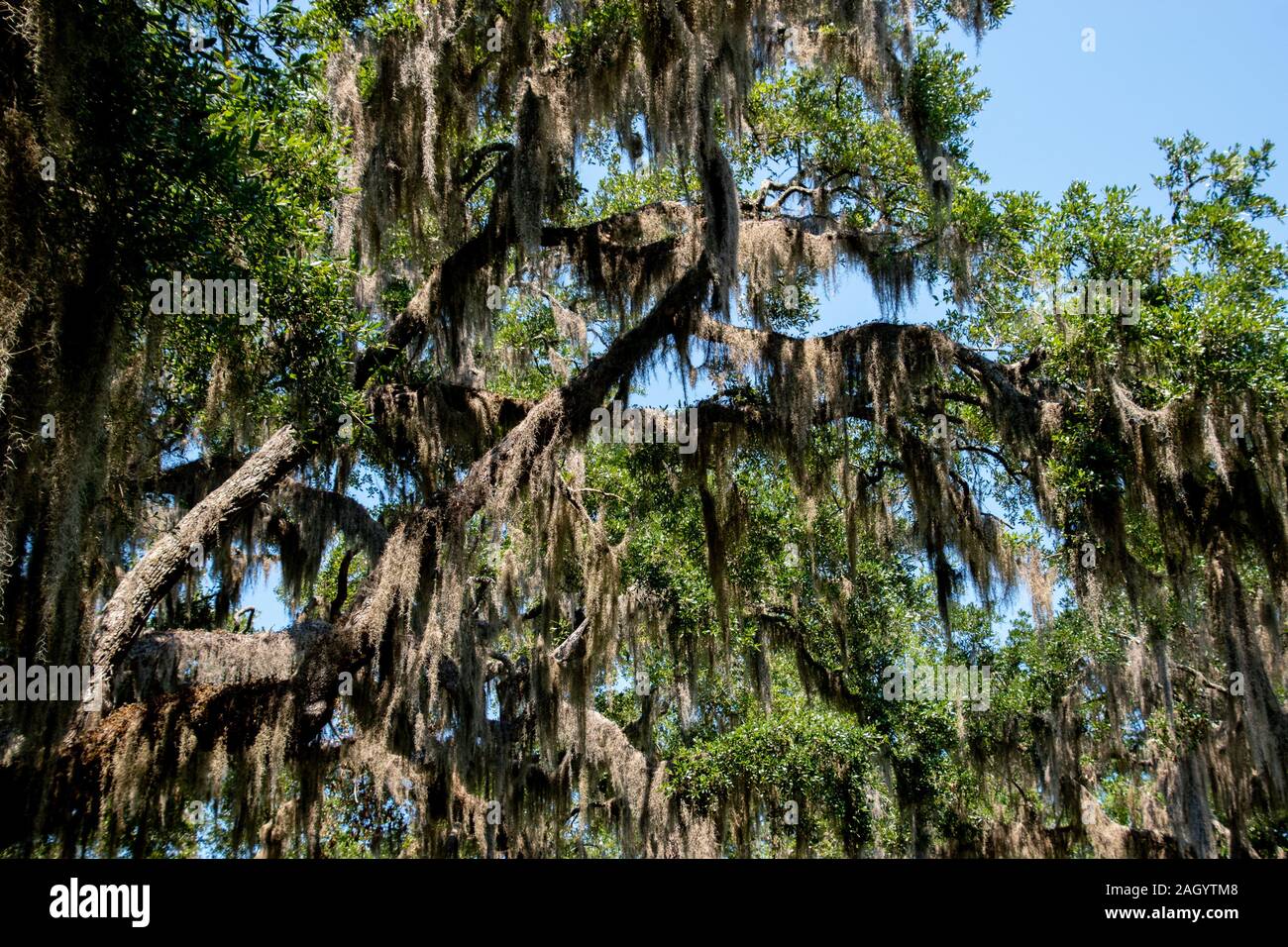 Oak tree spanish moss hires stock photography and images Alamy