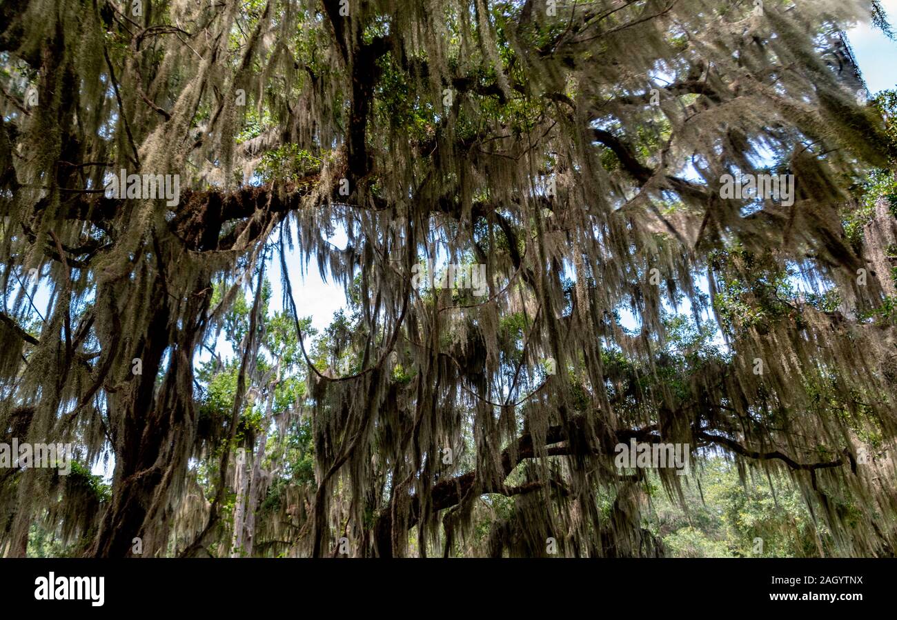Oak tree spanish moss hires stock photography and images Alamy