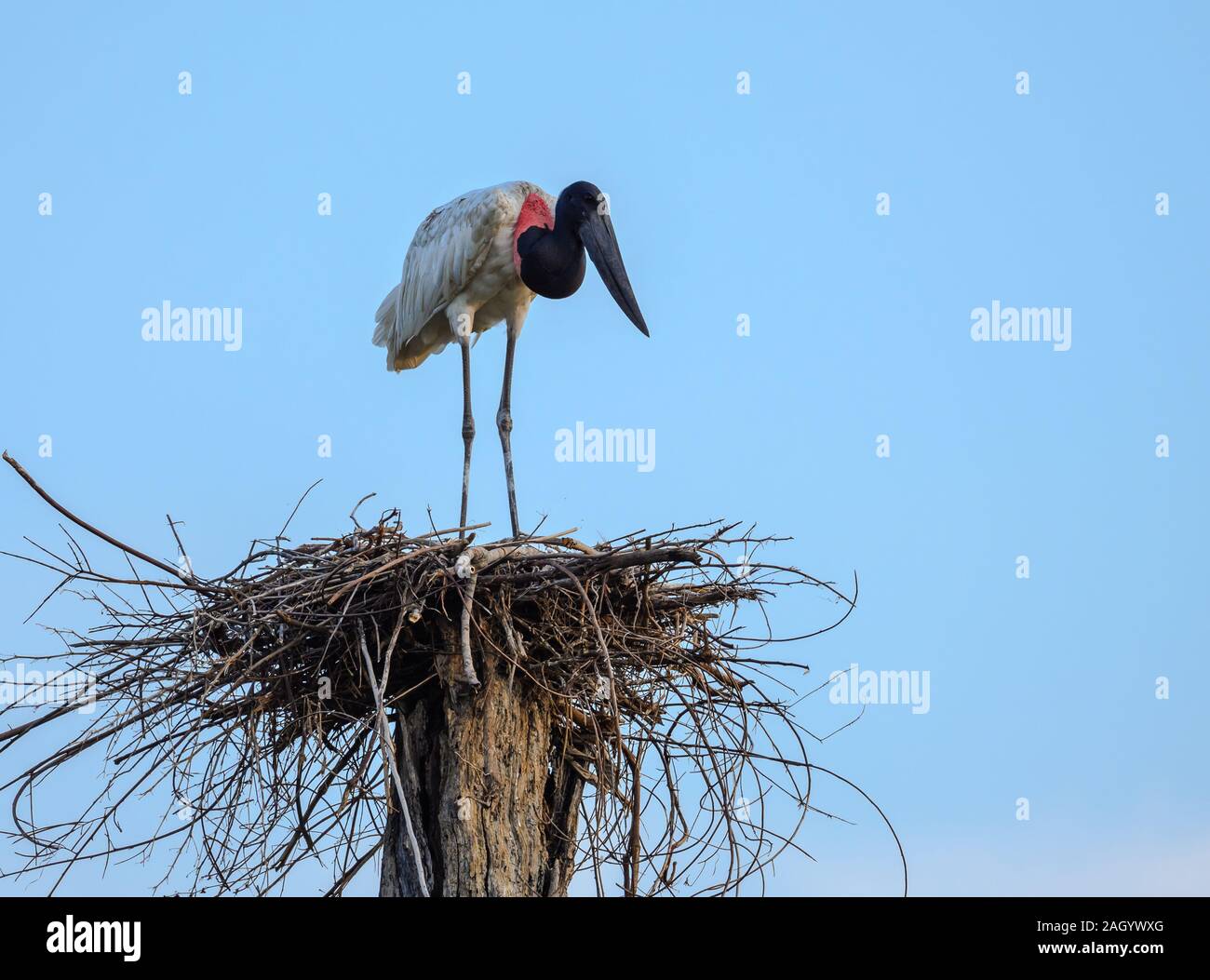 Bird nest top tree hires stock photography and images Alamy