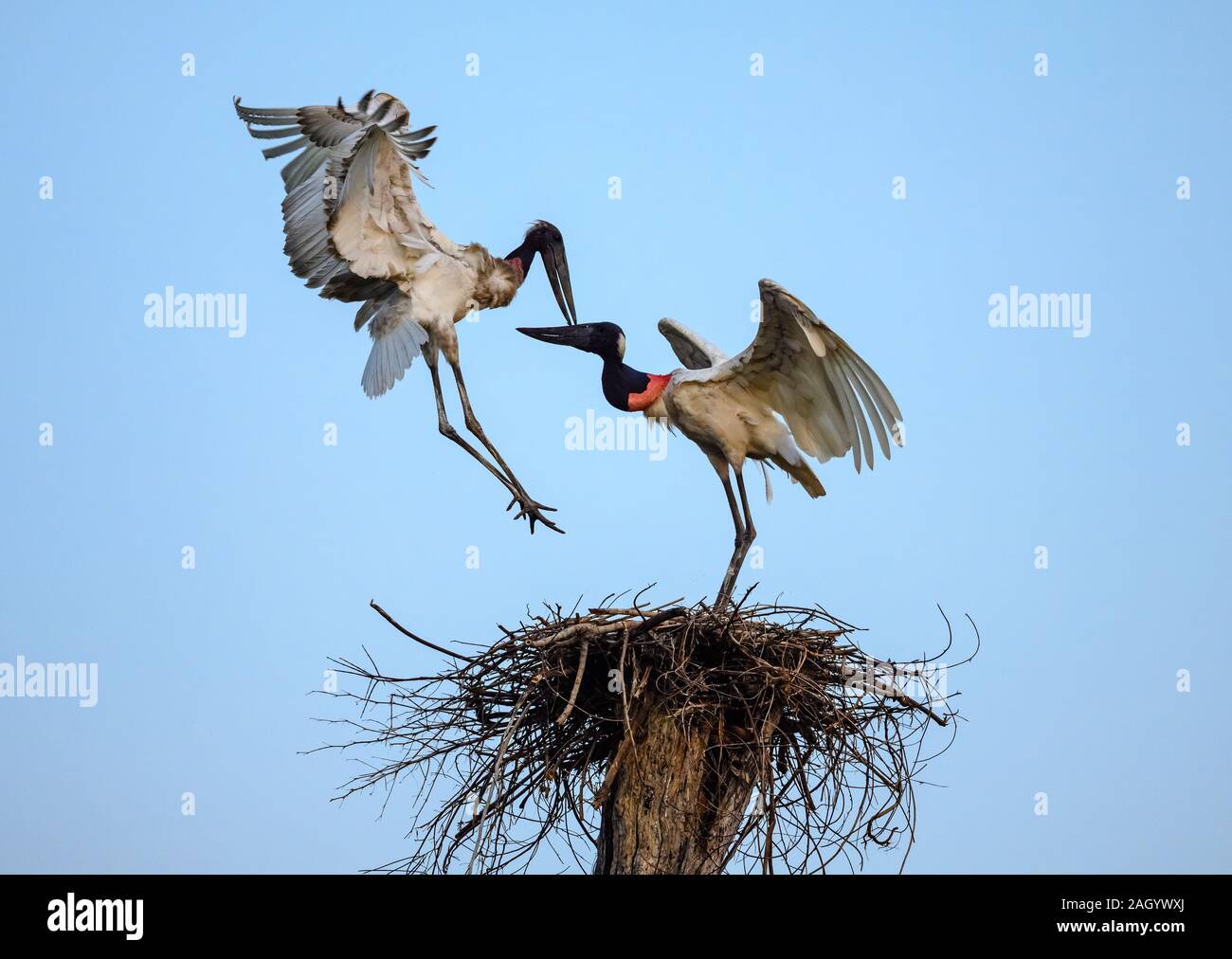 Birds flying the nest hires stock photography and images Alamy