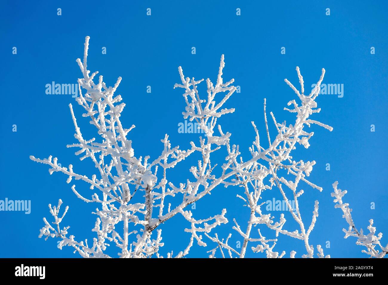Low angle view of frost covered branches Stock Photo