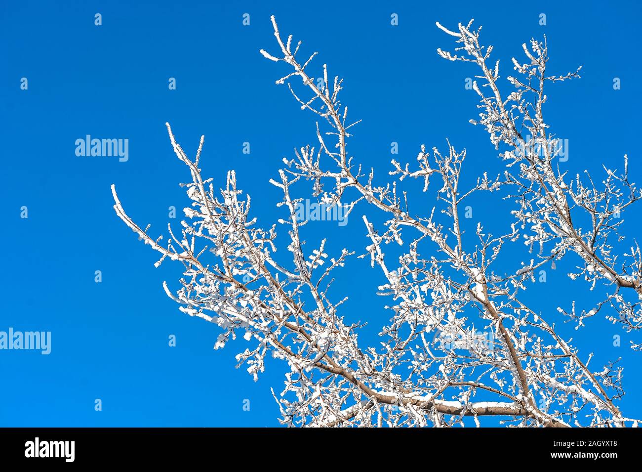 Low angle view of frost covered branches Stock Photo