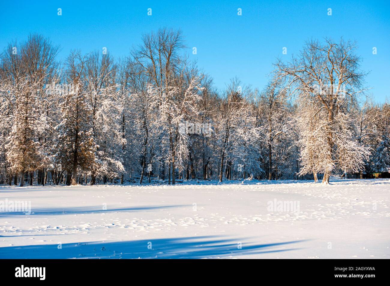 Snow covered field and trees Stock Photo