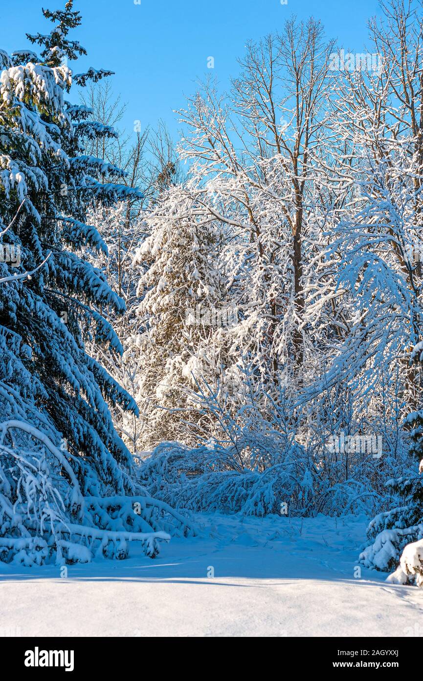 snow covered trees Stock Photo