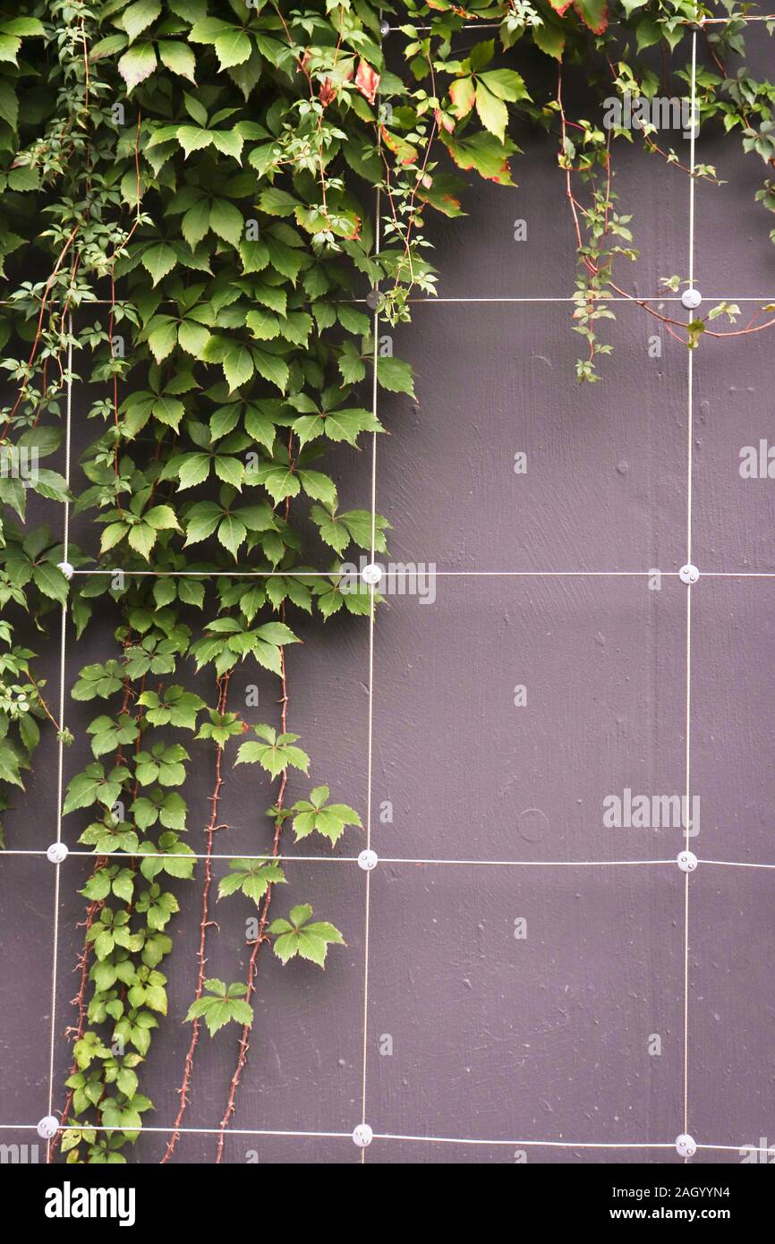 Virginia Creeper Garden Stock Photos & Virginia Creeper Garden Stock