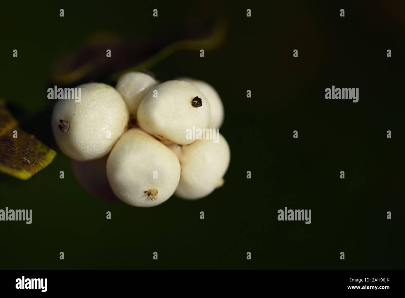 Close-up of white overripe white berries in late autumn against a dark green background with free space for text Stock Photo