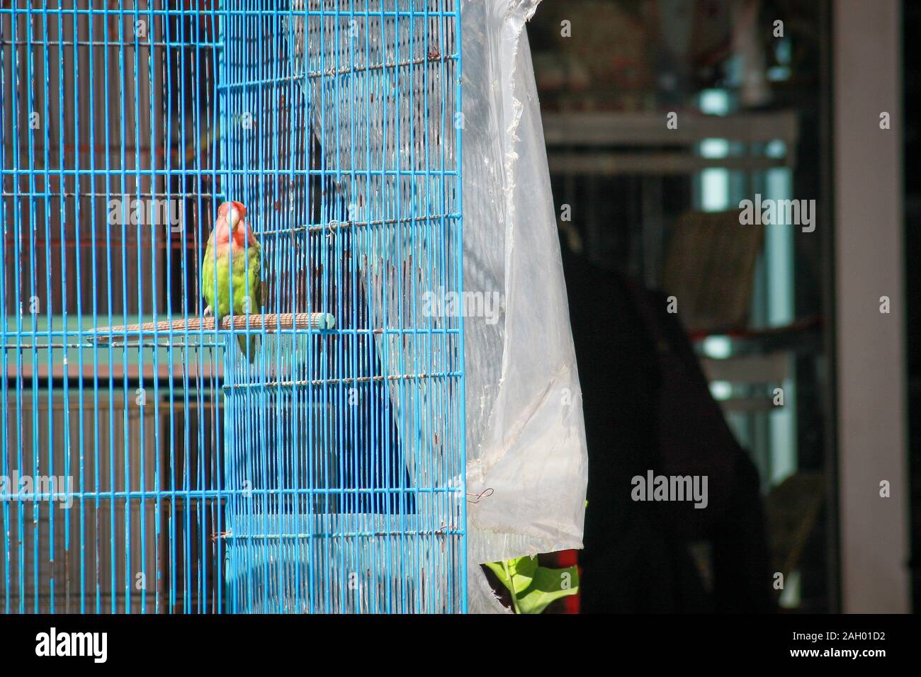 Bird escape cage hires stock photography and images Alamy