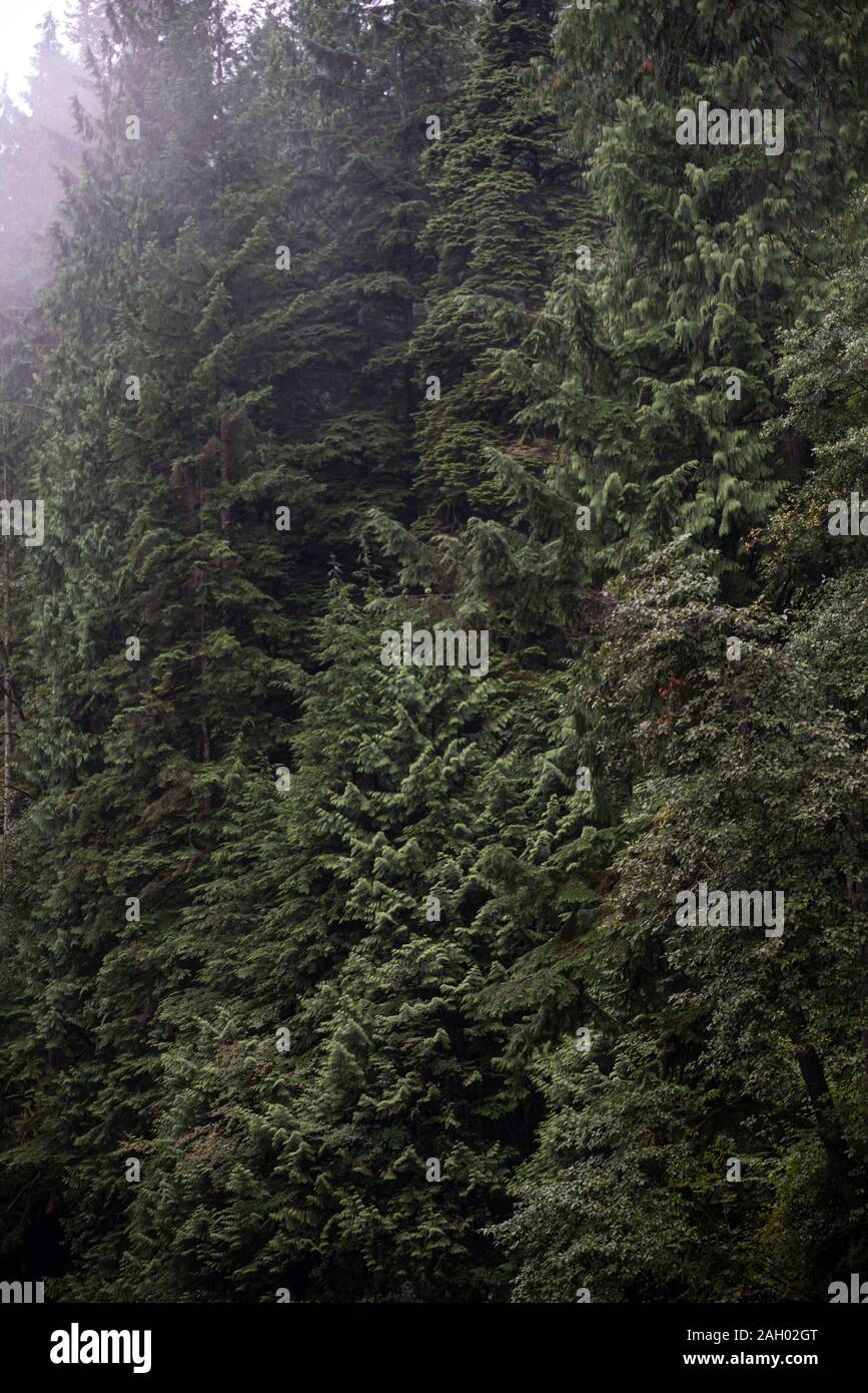 Canopy of dense, temperate coastal rainforest in southwestern British Columbia Stock Photo