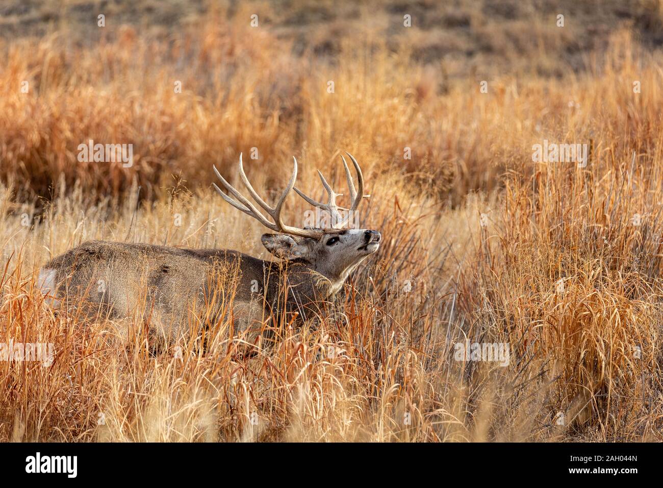 Mule Deer buck/ stag in rut(Odocoileus hemionus)  Rocky Mountain Arsenal Wildlife Refuge Colorado, USA Stock Photo