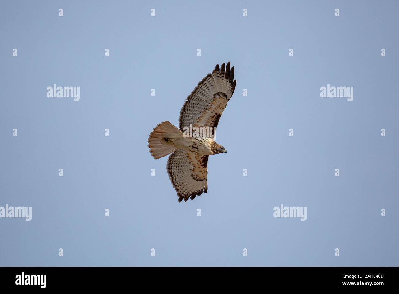 Flying adult Red-Tailed Hawk (Buteo jamaicensis) Colorado, USA 2019 Stock Photo