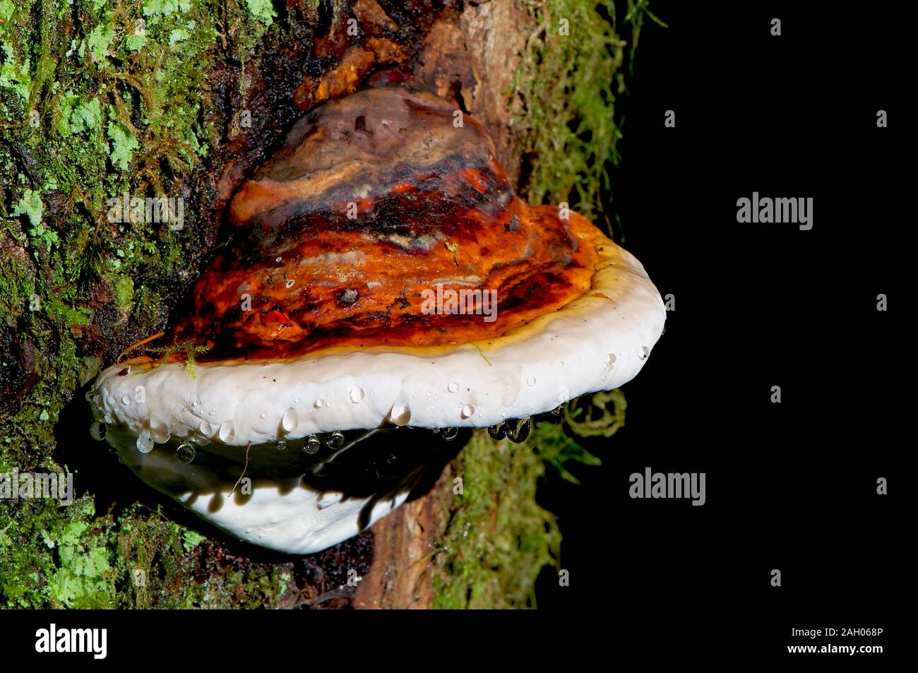 Red-banded polypore fungus (Fomitopsis pinicola) growing from the side of a tree trunk. Stock Photo