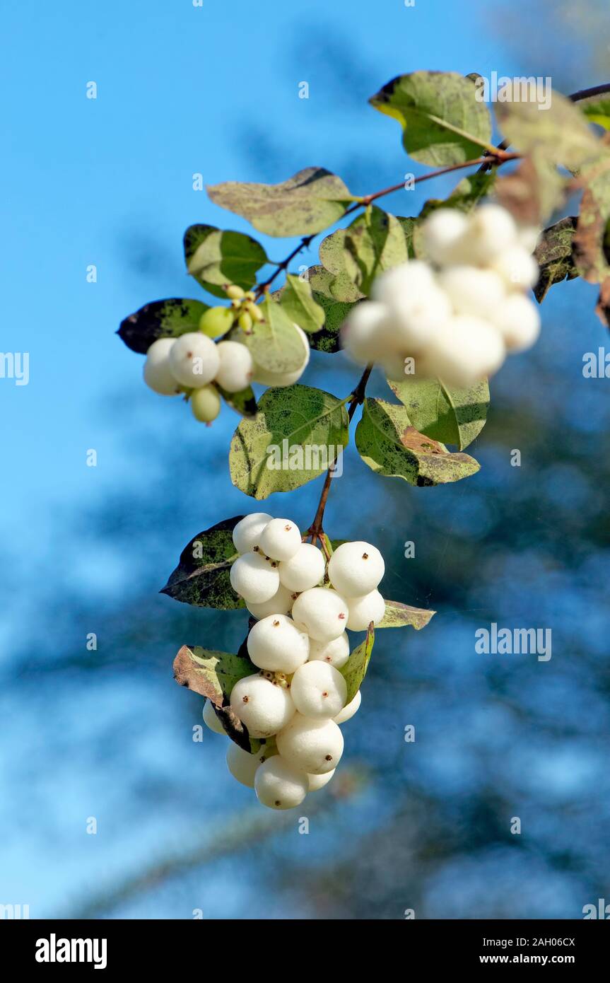 A branch with a cluster of Common Snowberry fruit (Symphoricarpos albus) against a blue background. Stock Photo